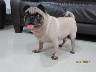 Pugsley - Pug Dog