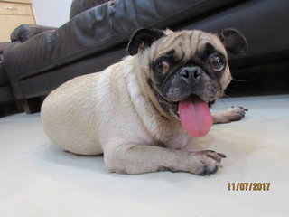 Pugsley - Pug Dog