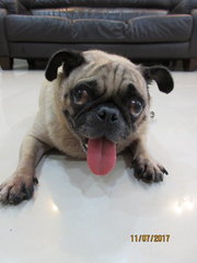 Pugsley - Pug Dog