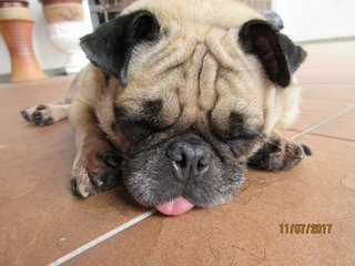 Pugsley - Pug Dog