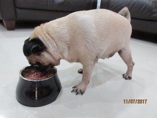 Pugsley - Pug Dog