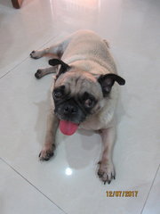 Pugsley - Pug Dog