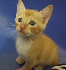 Orange. Male one month