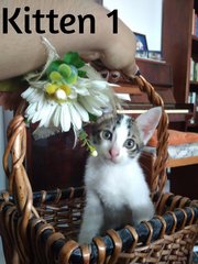 Three Musketeers - Dilute Calico Cat