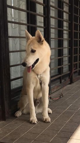 Barney (Lake Fields) - Husky Dog