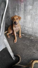 Blue - Mixed Breed Dog