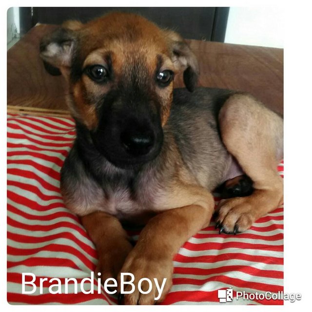 Brandie Boy - Mixed Breed Dog