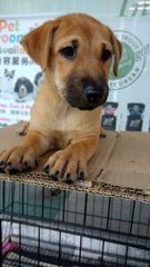 Gracie - Yellow Labrador Retriever Mix Dog