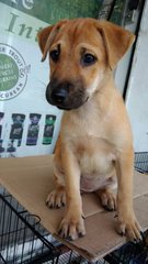 Gracie - Yellow Labrador Retriever Mix Dog