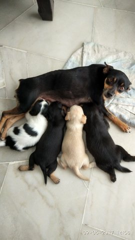 Bruno, Bear Bear &amp; The Gang - Doberman Pinscher Dog