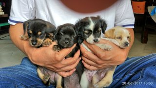 Bruno, Bear Bear &amp; The Gang - Doberman Pinscher Dog