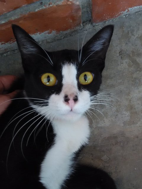 Chor Yat - Tuxedo Cat