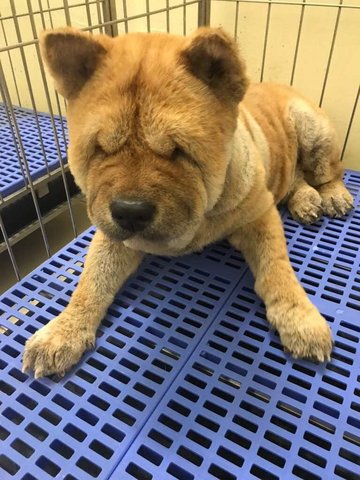 Sunshine - Chow Chow Dog