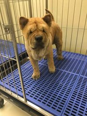 Sunshine - Chow Chow Dog