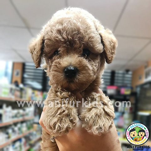 Adorable Latte To1y Poodle Puppies - Poodle Dog