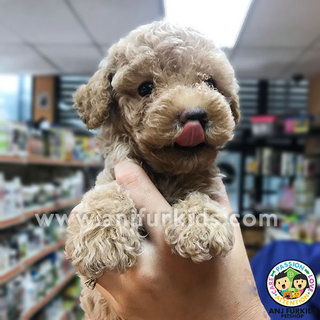 Adorable Latte To1y Poodle Puppies - Poodle Dog