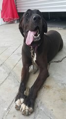 Oreo - Great Dane Dog