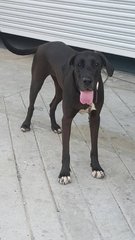 Oreo - Great Dane Dog