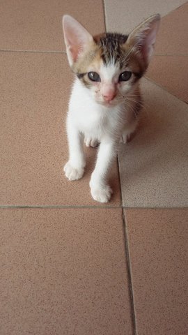 Hamster - Domestic Medium Hair Cat