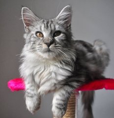 ❤ Elizabeth ❤ - Maine Coon Cat