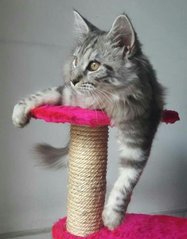 ❤ Elizabeth ❤ - Maine Coon Cat