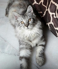 ❤ Elizabeth ❤ - Maine Coon Cat