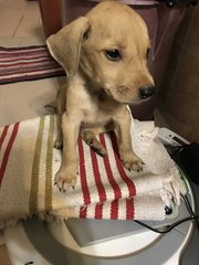 Zander - Golden Retriever Mix Dog