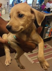 Zander - Golden Retriever Mix Dog