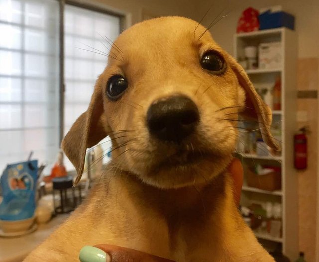 Zander - Golden Retriever Mix Dog