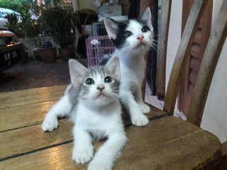 Grey & White (Female) / Black & White (Male)