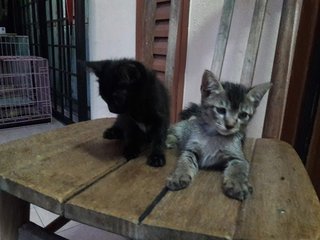 Black (Female) / Grey (Male)