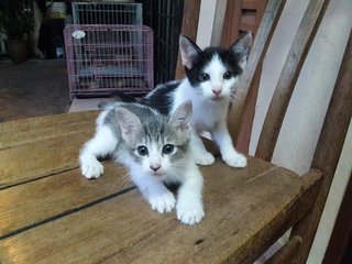 Grey & White (Female) / Black & White (Male)