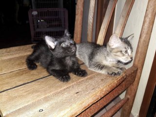 Black (Female) / Grey (Male)