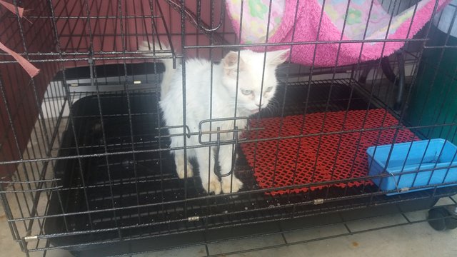 Baby - Domestic Long Hair Cat