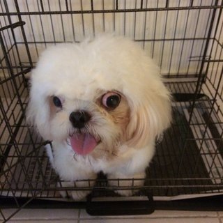 Dudu - Shih Tzu + Pekingese Dog