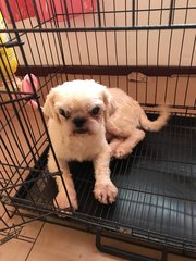 Dudu - Shih Tzu + Pekingese Dog