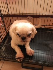 Dudu - Shih Tzu + Pekingese Dog