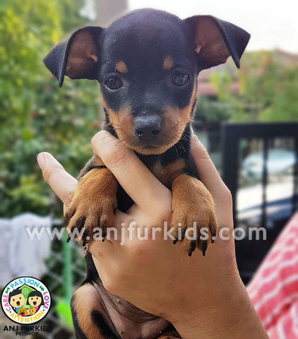 Adorable Male Mini Pinscher Puppyq - Miniature Pinscher Dog