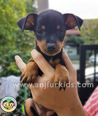 Adorable Male Mini Pinscher Puppyq - Miniature Pinscher Dog