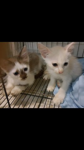 Snowie And Goldie - Domestic Long Hair + Domestic Medium Hair Cat