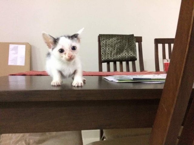 Baby B&amp;w Kitten - Domestic Short Hair Cat