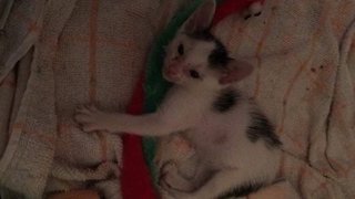 Baby B&amp;w Kitten - Domestic Short Hair Cat