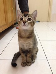 Nazar - Domestic Short Hair Cat