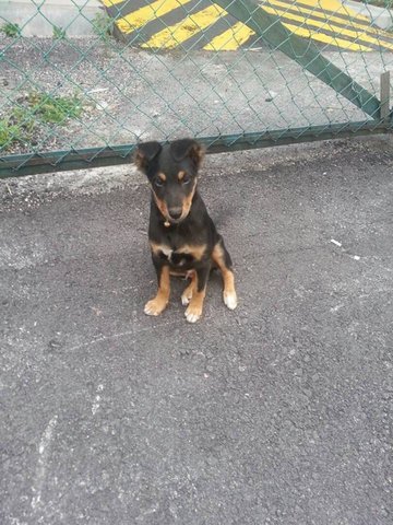 Dobby - Doberman Pinscher + Collie Dog