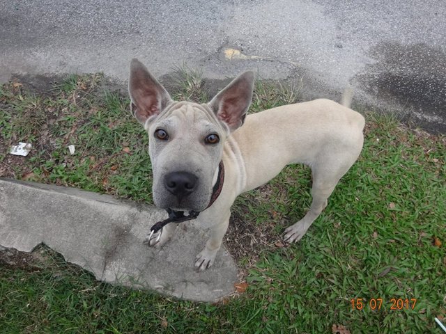 Shar Pei Mix - Mixed Breed Dog