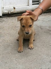 Tedy , Jery , Lego, Shaggy, Rocky - Mixed Breed Dog