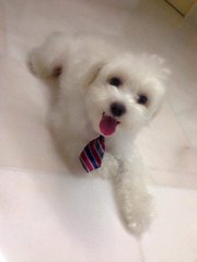 Milky - Maltese Dog