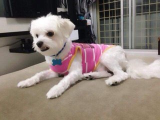 Milky - Maltese Dog