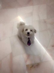 Milky - Maltese Dog