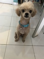 PF83904 - Poodle Dog